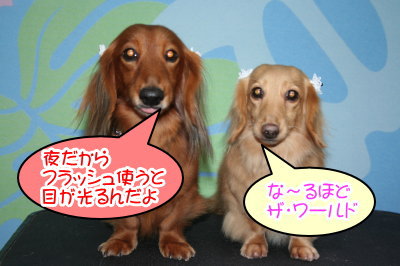 ミニチュアダックスレッドとクリーム成犬、トリミング画像