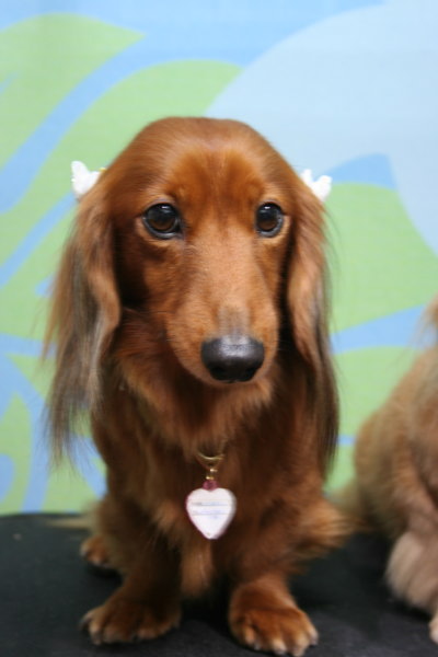 ミニチュアダックスレッドとクリーム成犬、トリミング画像