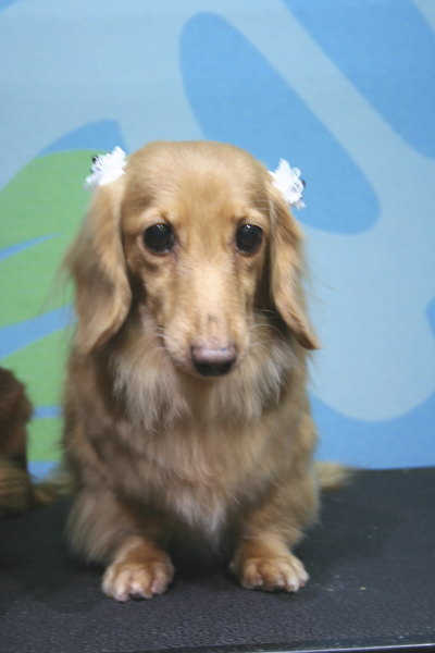 ミニチュアダックスレッドとクリーム成犬、トリミング画像