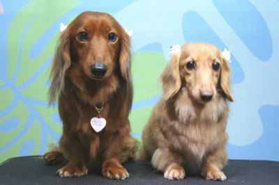 ミニチュアダックスレッドとクリーム成犬、トリミング画像