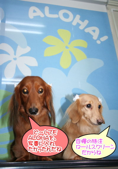 ミニチュアダックスレッドとクリーム成犬、トリミング画像