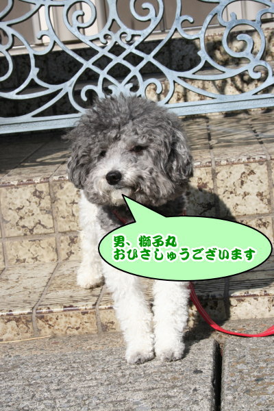 トイプードル白黒パーティーカラー成犬画像