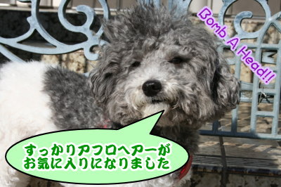 トイプードル白黒パーティーカラー成犬画像