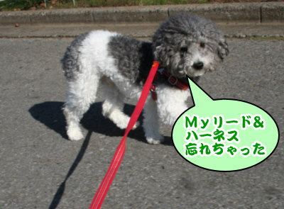 トイプードル白黒パーティーカラー成犬画像