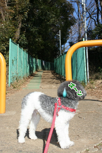 トイプードル白黒パーティーカラー成犬画像