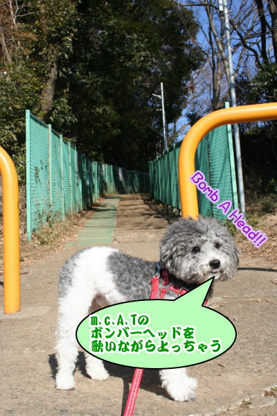 トイプードル白黒パーティーカラー成犬画像