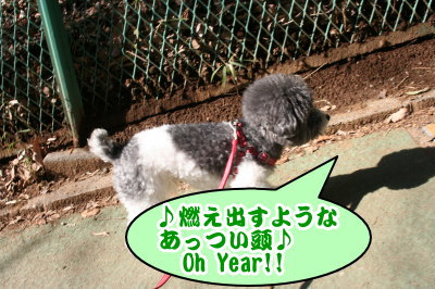 トイプードル白黒パーティーカラー成犬画像