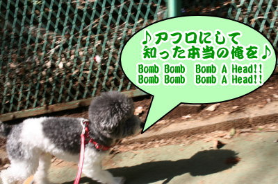 トイプードル白黒パーティーカラー成犬画像