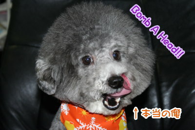 トイプードル白黒パーティーカラー成犬画像