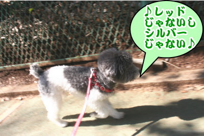 トイプードル白黒パーティーカラー成犬画像