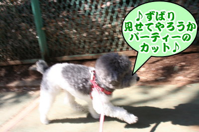 トイプードル白黒パーティーカラー成犬画像
