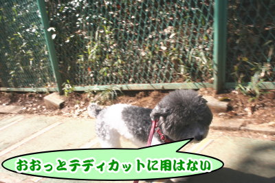 トイプードル白黒パーティーカラー成犬画像