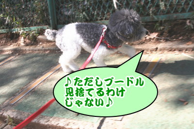 トイプードル白黒パーティーカラー成犬画像