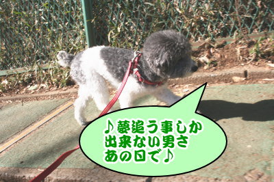 トイプードル白黒パーティーカラー成犬画像