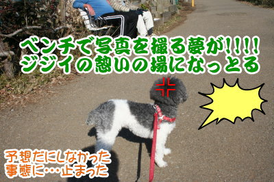 トイプードル白黒パーティーカラー成犬画像