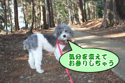 トイプードル白黒パーティーカラー成犬画像