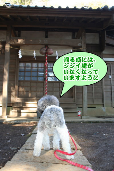 トイプードル白黒パーティーカラー成犬画像