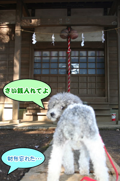 トイプードル白黒パーティーカラー成犬画像
