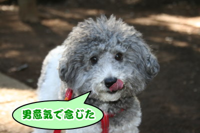 トイプードル白黒パーティーカラー成犬画像