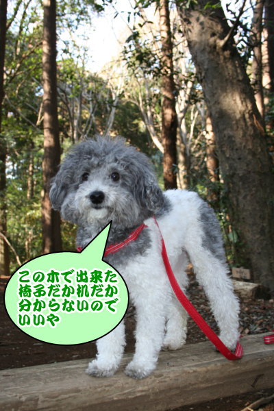 トイプードル白黒パーティーカラー成犬画像