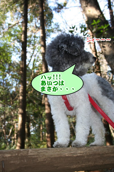 トイプードル白黒パーティーカラー成犬画像