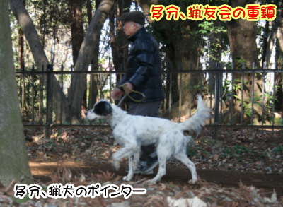 ポインター白黒成犬画像