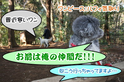 トイプードル白黒パーティーカラー成犬画像