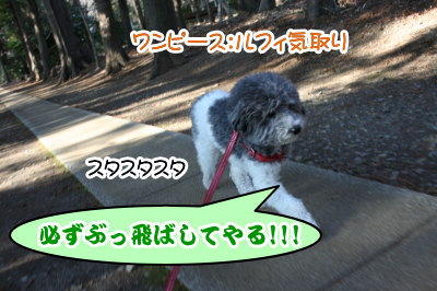 トイプードル白黒パーティーカラー成犬画像