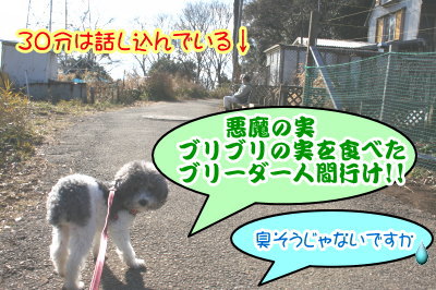 トイプードル白黒パーティーカラー成犬画像