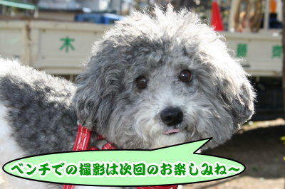 トイプードル白黒パーティーカラー成犬画像