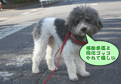 トイプードル白黒パーティー成犬画像