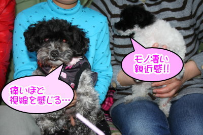 トイプードル白黒パーティー(ホワイト&ブラック)成犬と子犬画像