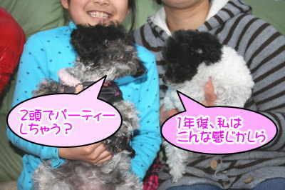 トイプードル白黒パーティー(ホワイト&ブラック)成犬と子犬画像