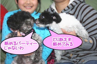 トイプードル白黒パーティー(ホワイト&ブラック)成犬と子犬画像
