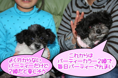 トイプードル白黒パーティー(ホワイト&ブラック)成犬と子犬画像