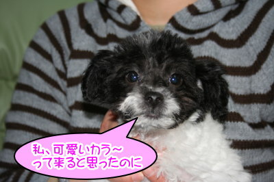 トイプードル白黒パーティーカラー(ホワイト&ブラック)の子犬メス、生後3ヶ月画像
