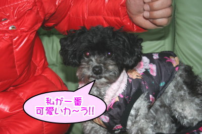 トイプードル白黒パーティーカラー成犬画像