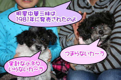 トイプードル白黒パーティー成犬と子犬画像