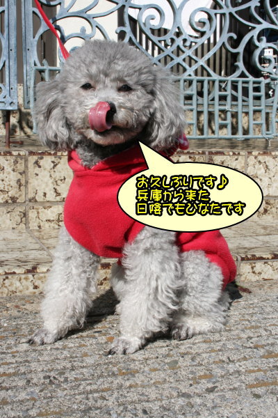 トイプードルシルバーメス成犬画像