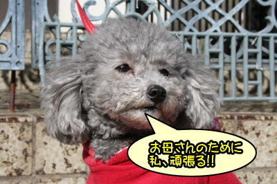 トイプードルシルバーメス成犬画像