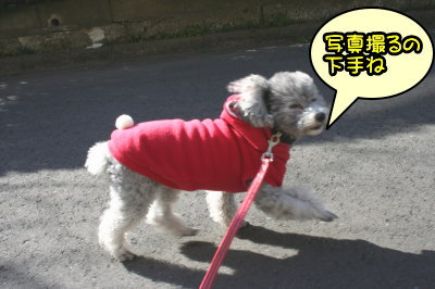 トイプードルシルバーメス成犬画像