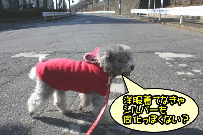 トイプードルシルバーメス成犬画像