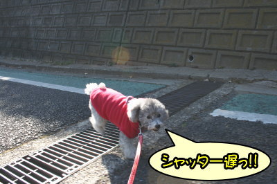 トイプードルシルバーメス成犬画像
