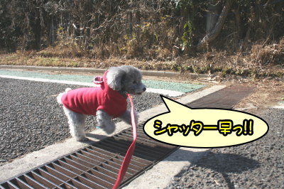 トイプードルシルバーメス成犬画像