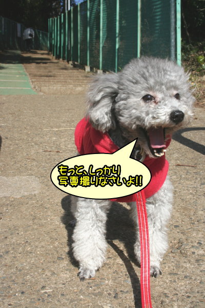 トイプードルシルバーメス成犬画像