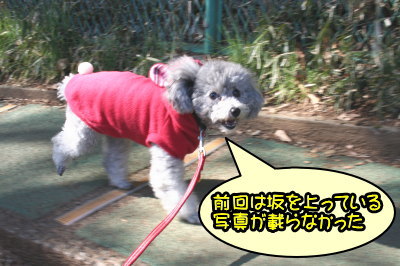 トイプードルシルバーメス成犬画像