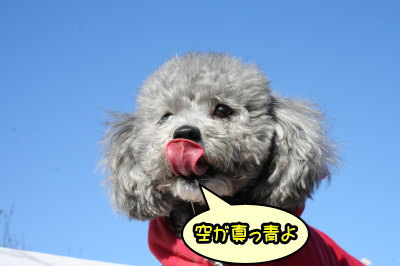 トイプードルシルバーメス成犬画像