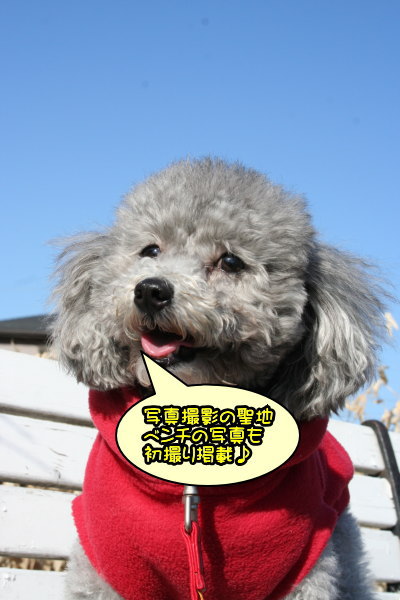 トイプードルシルバーメス成犬画像