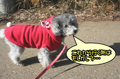 トイプードルシルバーメス成犬画像