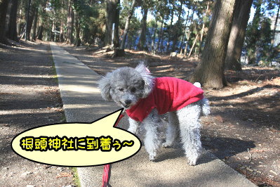 トイプードルシルバーメス成犬画像
